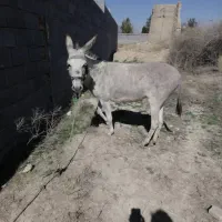 فروش الاغ اروم و گله‌ای