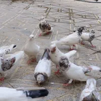 کبوتر