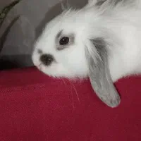 بچه خرگوش لیو هند و لپ|موش و خرگوش|پاوه, |دیوار