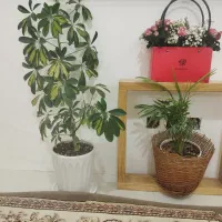 ۲عددگل سرحال زیرقیمت گلخونه ها