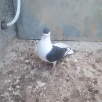 خال چپ و زاغ صید و سینه سیاه|پرنده|مشهد, نیزه|دیوار