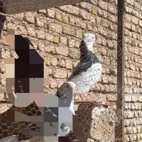 یک عدد طوقی ماده