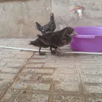 اردک استرالیایی|حیوانات مزرعه|قصرشیرین, |دیوار