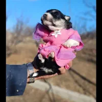 پاکوتاه شیتزو واکسن خورده|سگ|تبریز, |دیوار