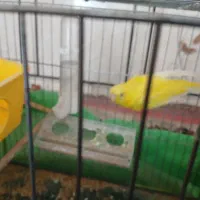 مرغ عشق روستای زراقلی|پرنده|رامهرمز, |دیوار