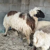 قوچ شیرازی ـ جمل یار ،