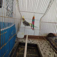 عروس هلندی ابلغ