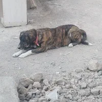 سگ لاس شکم طلا|سگ|اصفهان, منتظرالمهدی|دیوار