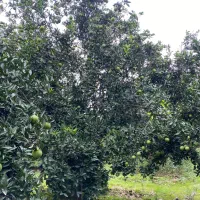 پرتقال تامسون و نارنگی