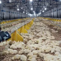 فروش-مرغداری-اتوبان-مشهد-قوچان-حاشیه-اتوبان