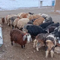 بزبابزغاله ماده اسدیه