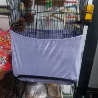 طوطی برزیلی به همراه قفس و غذا