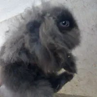 خرگوش لوپ چشم آبی اصیل