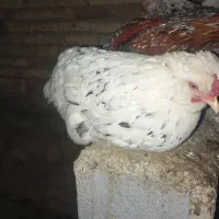 مر غ و جوجه گلین|حیوانات مزرعه|فارسان, |دیوار