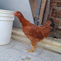 مرغ و خروس گلین کاکلی|حیوانات مزرعه|تهران, وردآورد|دیوار