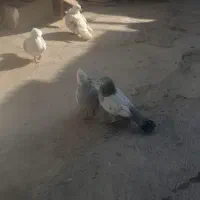 پشت هفترنگ قوچانی سینه ابی