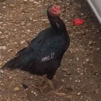 لاری مرغ سیاه جوجه لاری پنج شیش ماهه|حیوانات مزرعه|قصرشیرین, |دیوار