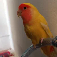 پرنده|پرنده|زهک, |دیوار