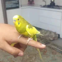 یه جفت مرغ عشق نر و ماده همراه قفس و وسایل