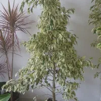 گل بنجامین تنه درختی بهترین نژاد و پربرگ