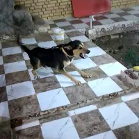 سگ نگهبان سفت