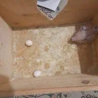 جوجه عروس یه هفته ودوتا تخم نطفه دار  عروس به شرط|پرنده|رشت, دیانتی|دیوار