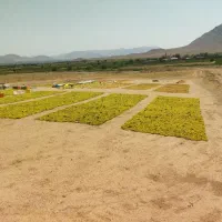 کشمش و مویز ارگانیک مستقیم از خود کشاورز|خوردنی و آشامیدنی|اصفهان, رهنان|دیوار