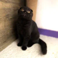 گربه اسکاتیش مشکی|گربه|شیراز, ریشمک|دیوار