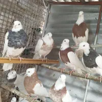 طوقی|پرنده|همدان, |دیوار