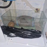 اکواریوم|ماهی|کرج, شهرک فهمیده|دیوار