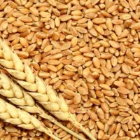 گندم دیم برای بذر