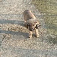 واگذاری رایگان توله سگ