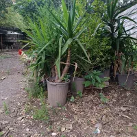 یوکا فروشی|گل و گیاه طبیعی|رامسر, |دیوار