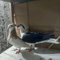 کفتر صید|پرنده|مشهد, چهنو|دیوار