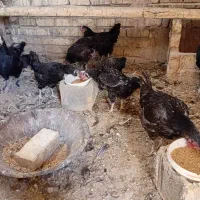 مرغ وخروس گلین