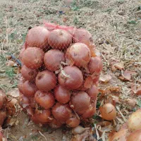 پیاز زرد درشت درجه یک