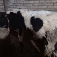 گوساله|حیوانات مزرعه|دوتپه, |دیوار