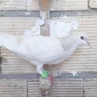 کفتر