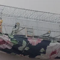 یک جفت عروس هلندی