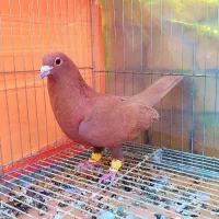 3عدد خال و سرخ و زرد کرمونی