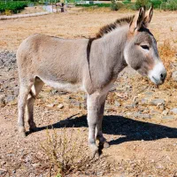 فروش یک رس الاغ باری چابک