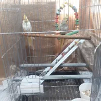 ۲تا عروس هلندی ۴ماهه|پرنده|قم, باغ کرباسی|دیوار