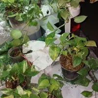 پتوس نشایی ریشه پر