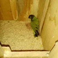 جفت سنگال مولد|پرنده|اصفهان, سروستان|دیوار