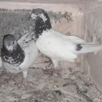 فوری|پرنده|رودان, |دیوار