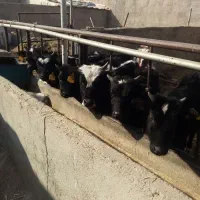 گوساله نر گیل دورگ