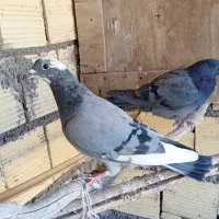 دوتاپلاکی وسینه ای همه400