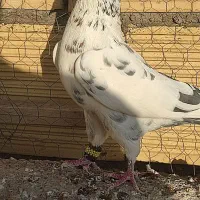 یک جفت کفتر خال قدیم ذات دار پرشی