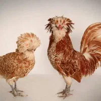 جوجه پولند. سلطان. لهستانی فروش ویژه تزییناتی