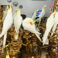 فروش پرنده